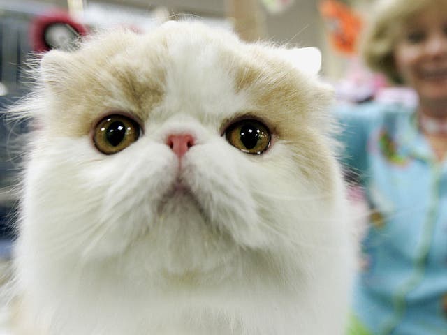 Iran is preparing to send a Persian cat into space, according to reports