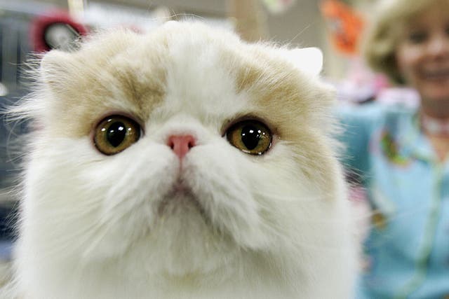 Iran is preparing to send a Persian cat into space, according to reports