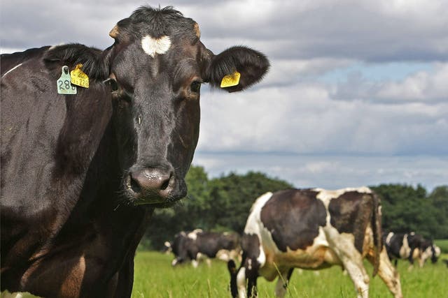 US academics have linked fracking to sickness and reproductive problems in livestock