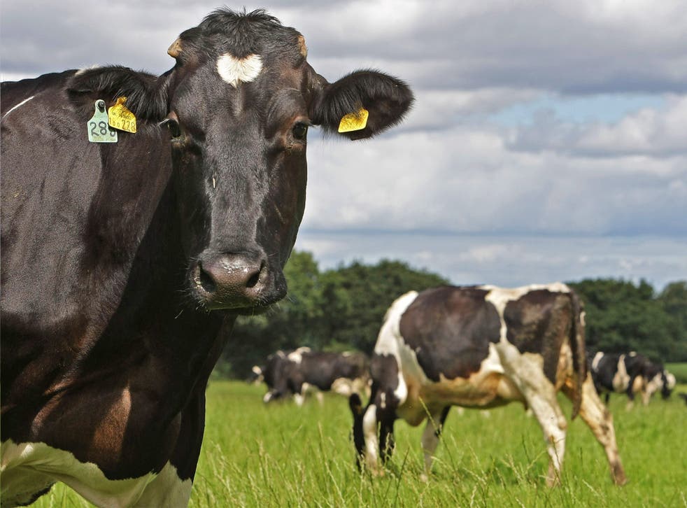 Livestock are responsible for consuming the majority of the world's grains and soy crops.