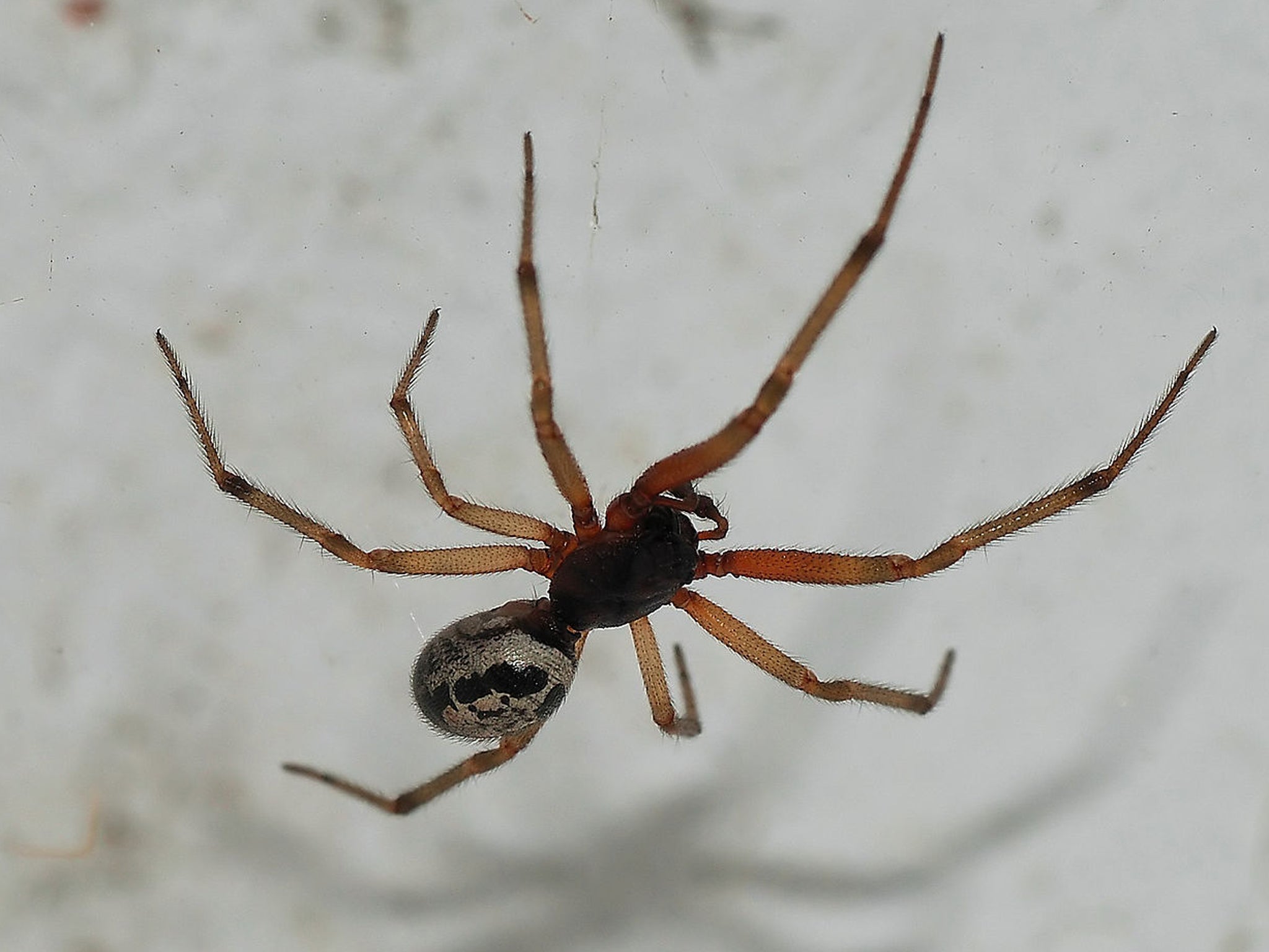 steatoda spider