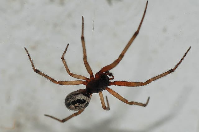 Steatoda nobilis or false widow spider