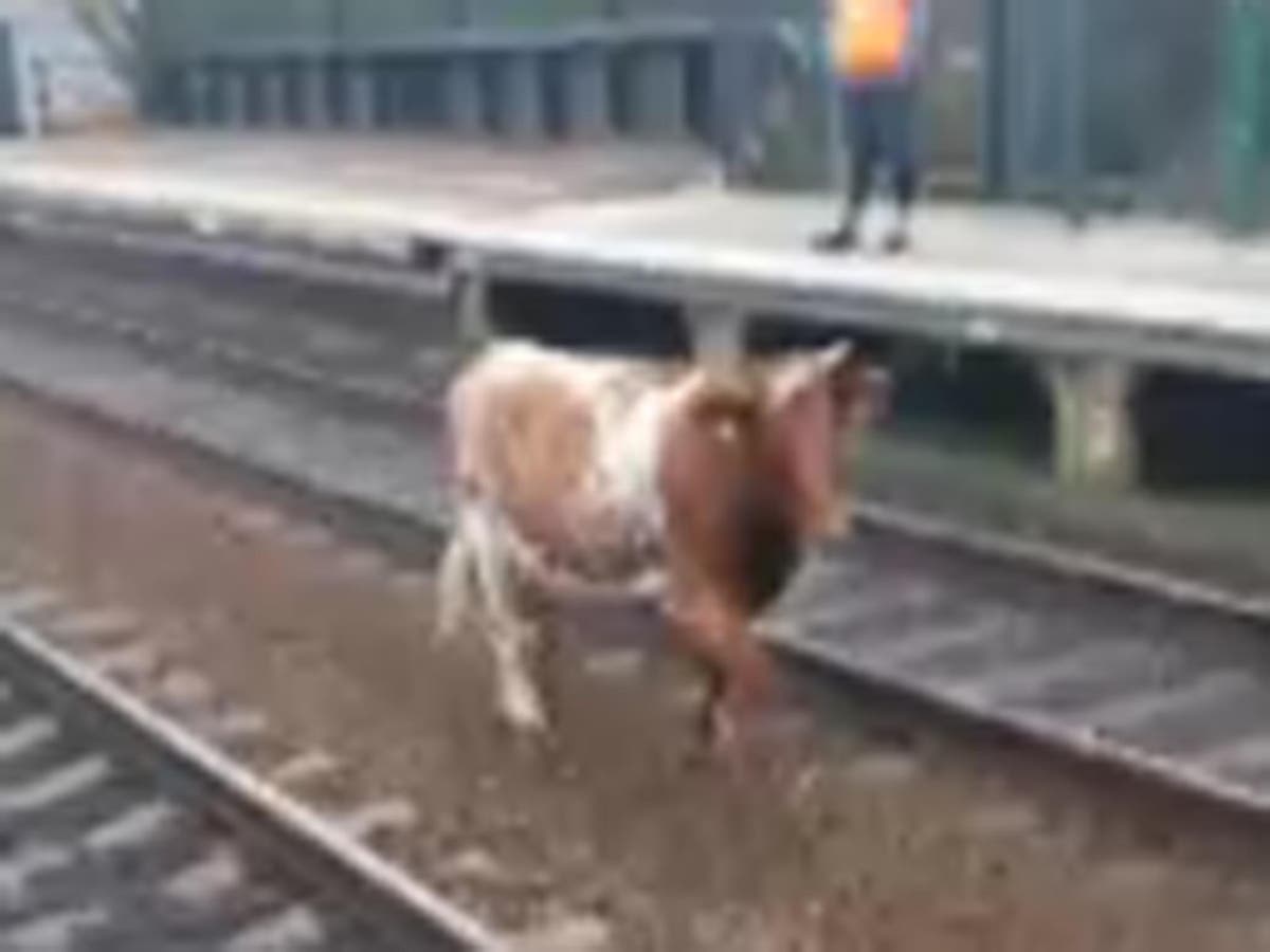 Co-moo-ter chaos as cow takes a stroll on train tracks in Somerset ...
