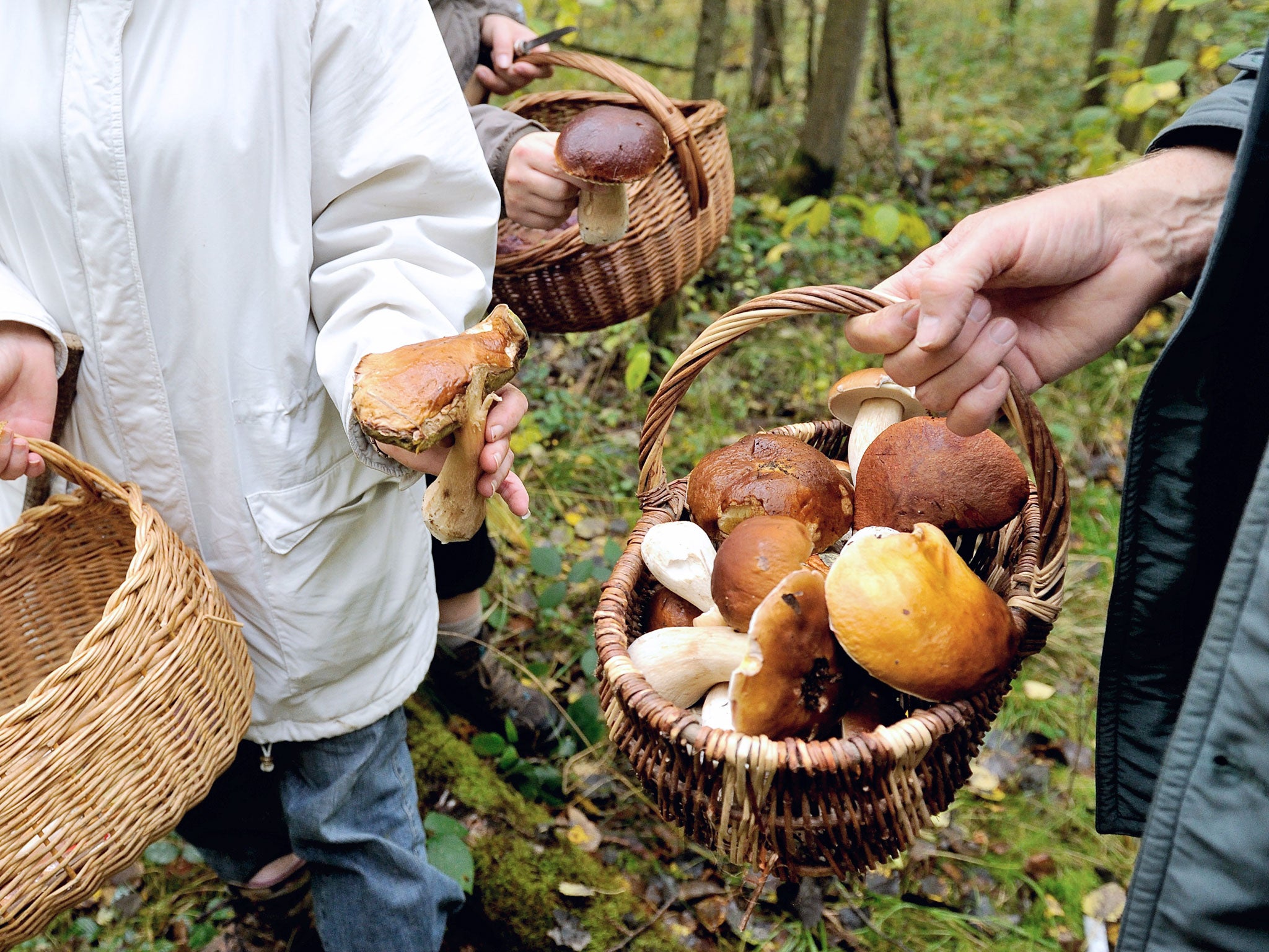 Harvest time: food festivals include mushroom hunts