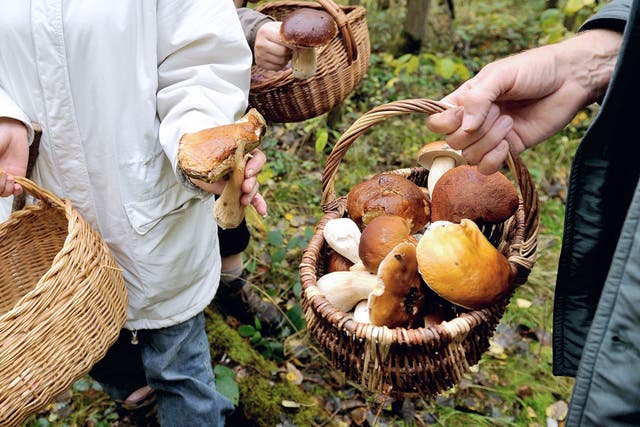 Harvest time: food festivals include mushroom hunts 