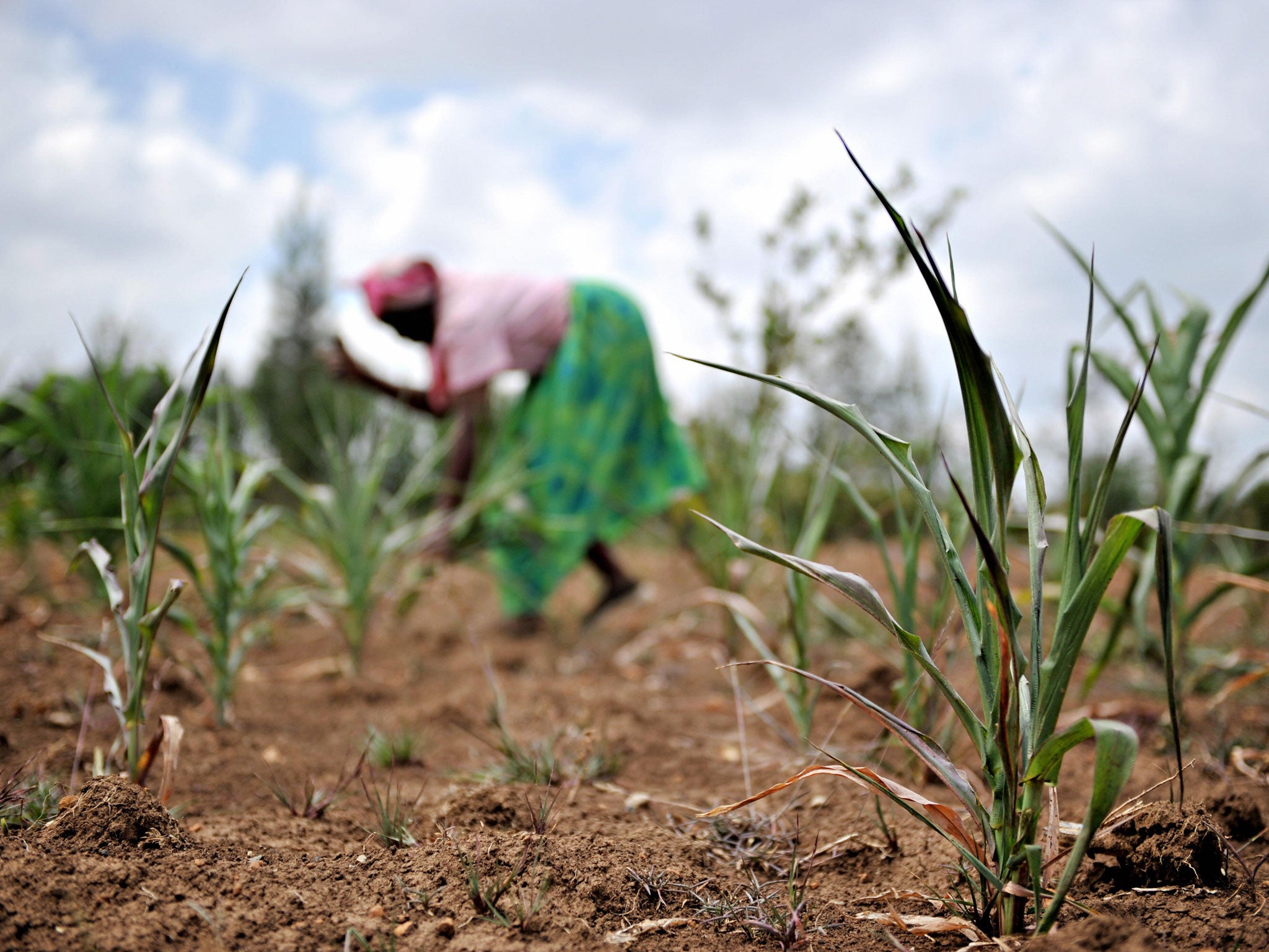Climate change could cause crop yields of maize and wheat to fall between 10 and 20 per cent by 2050, Oxfam said