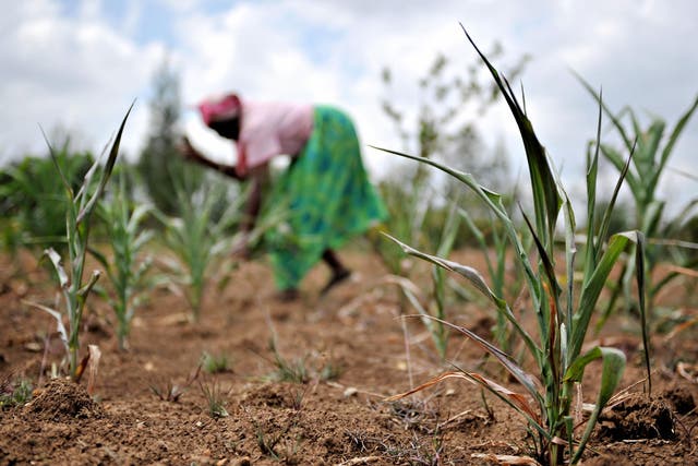 Climate change could cause crop yields of maize and wheat to fall between 10 and 20 per cent by 2050, Oxfam said