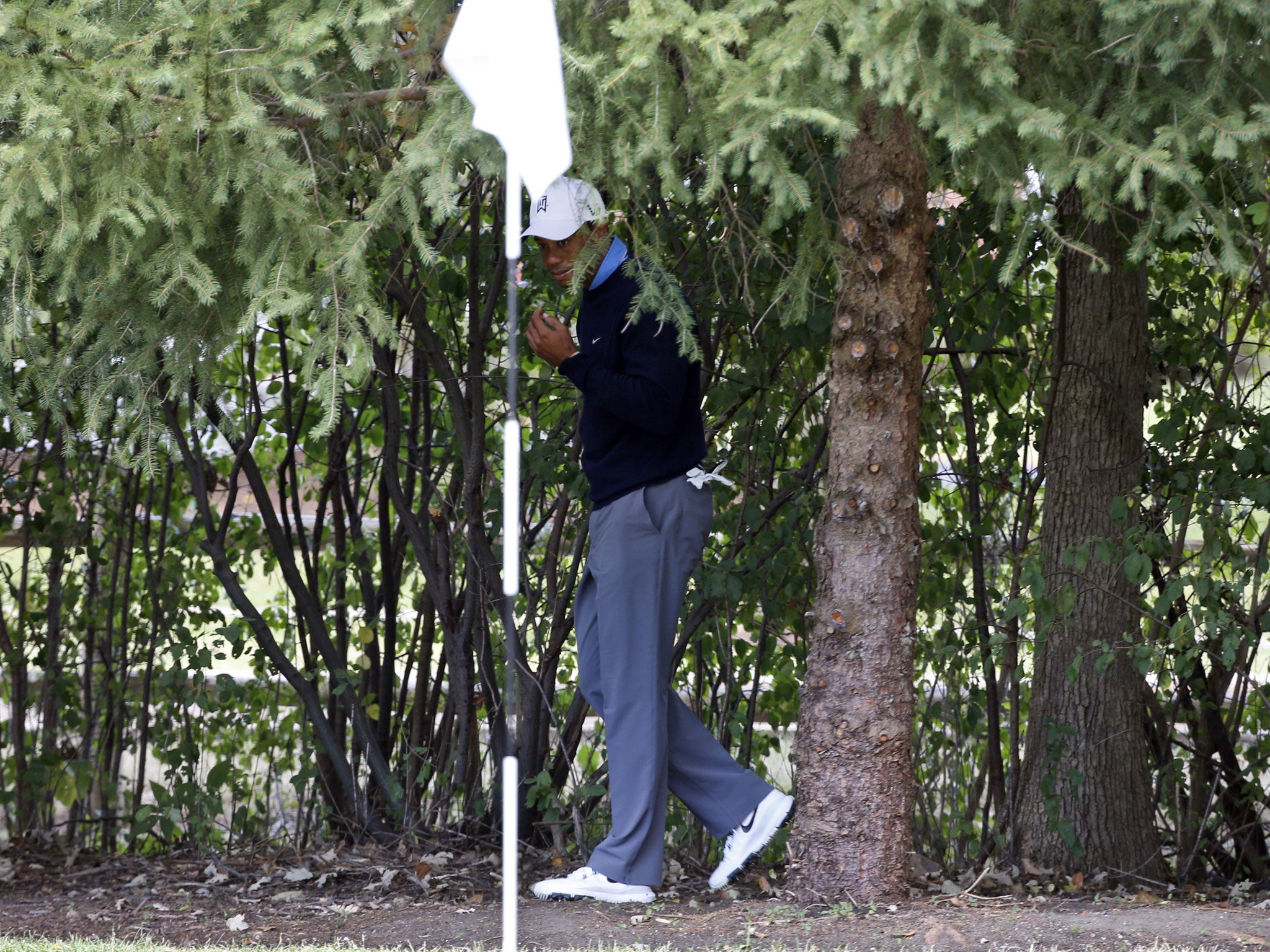 Tiger Woods in the trees where his ball strayed and moving the twig that caused it to move