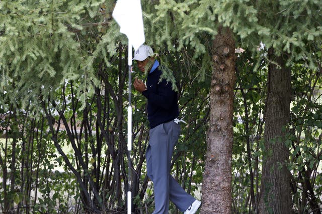 Tiger Woods in the trees where his ball strayed and moving the twig that caused it to move