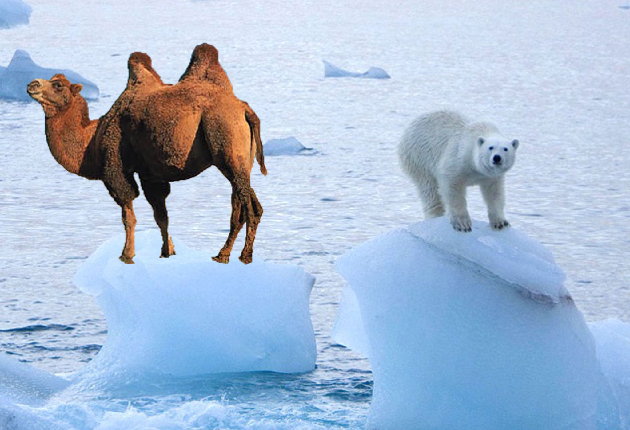 This camel doesn't believe in global warming