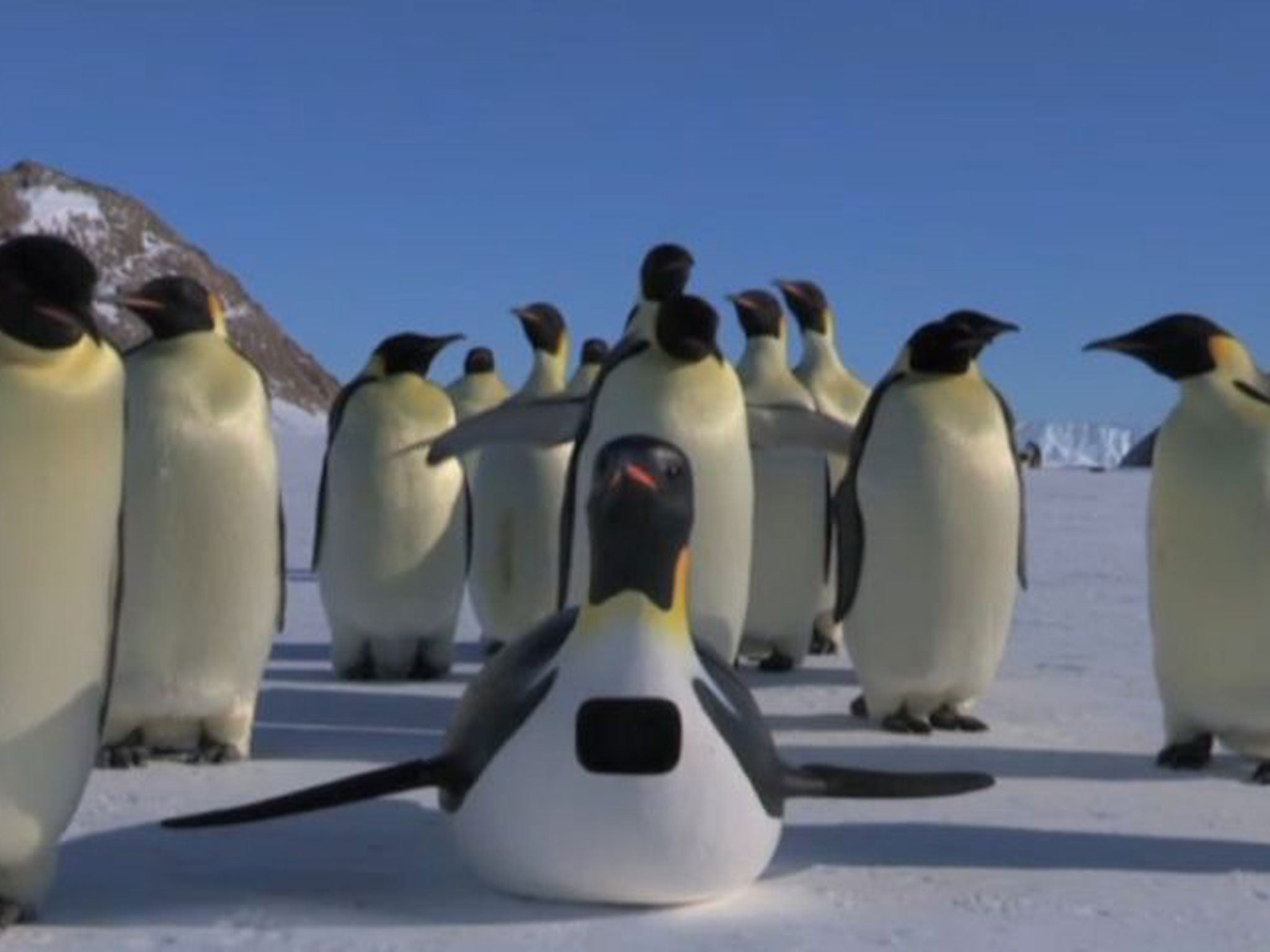 "Penguincam” was manoeuvred among a group of Antarctic Emperor Penguins for the filming of the BBC's Spy in the Huddle