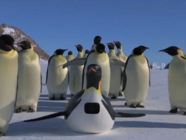 "Penguincam” was manoeuvred among a group of Antarctic Emperor Penguins for the filming of the BBC's Spy in the Huddle