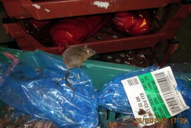 Tesco’s well-fed ‘super mouse’ was nearly double the size of a standard mouse 
