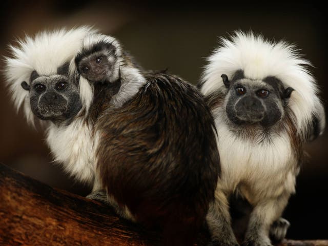 Cotton top tamarins in captivity in 2009