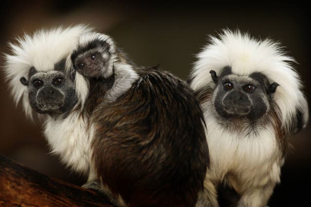 Cotton top tamarins in captivity in 2009