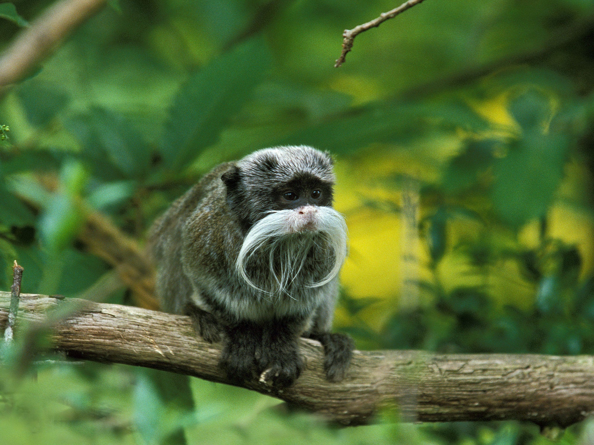 Species of tamarin monkeys vary in appearance, though all weigh less than 1kg. Many (including the Emperor tamarin, pictured) sport distinctive facial hair.