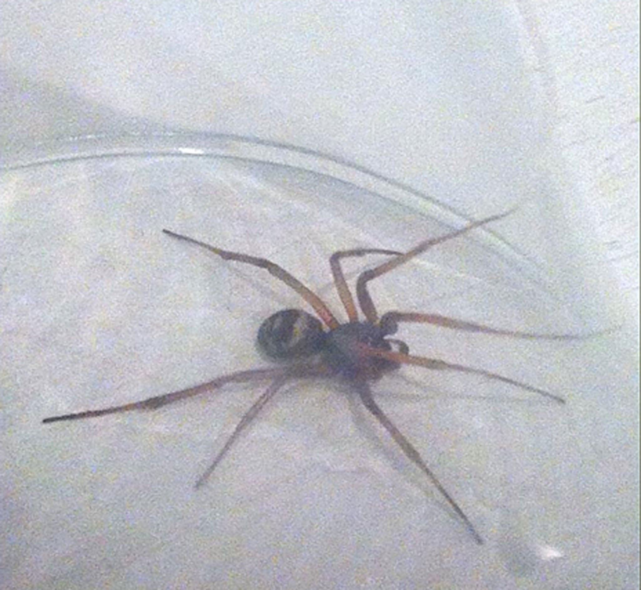 More Sightings Of The False Widow Spider As Britain S Most Venomous