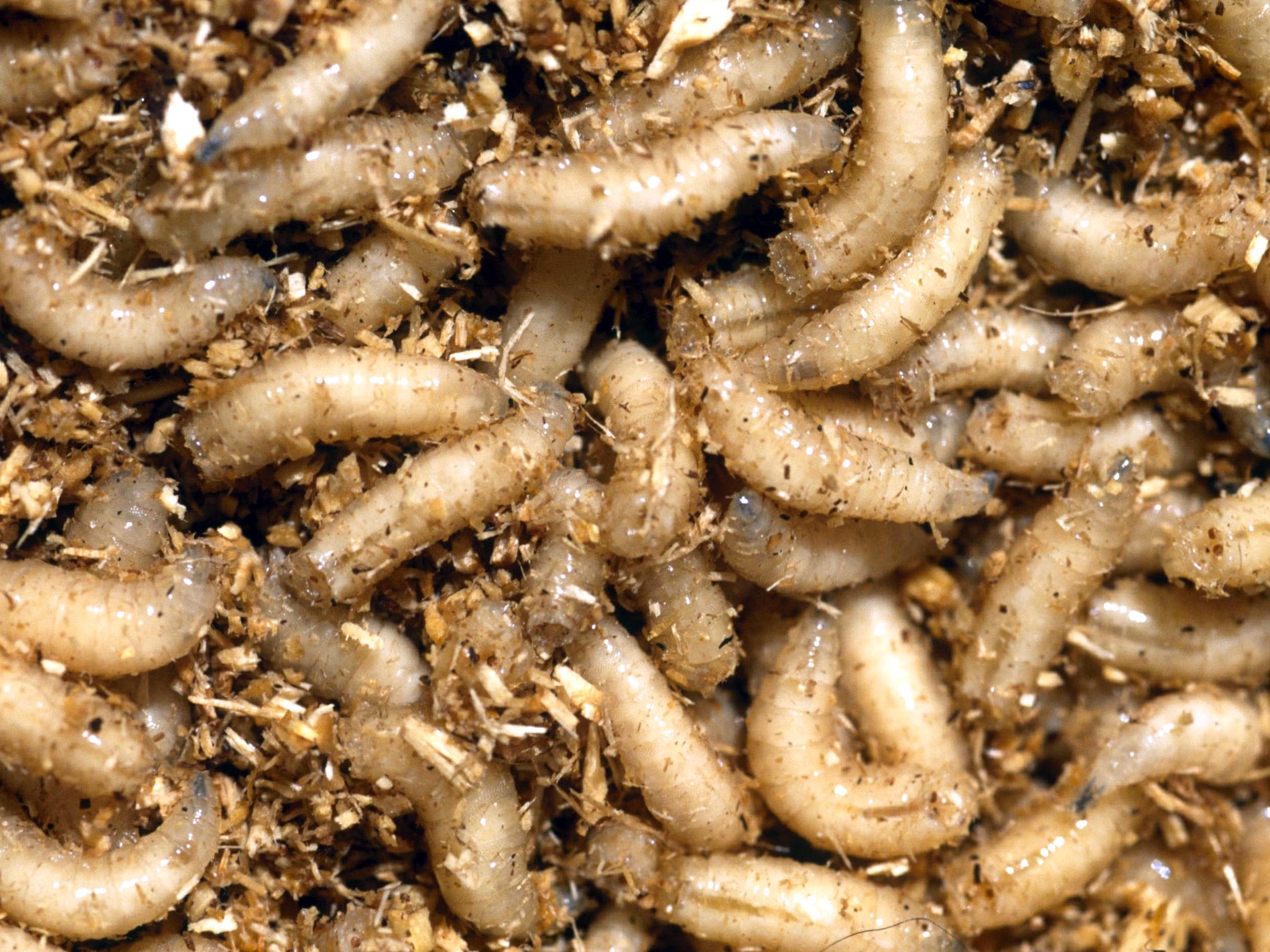 Maggots are considered universally repulsive
