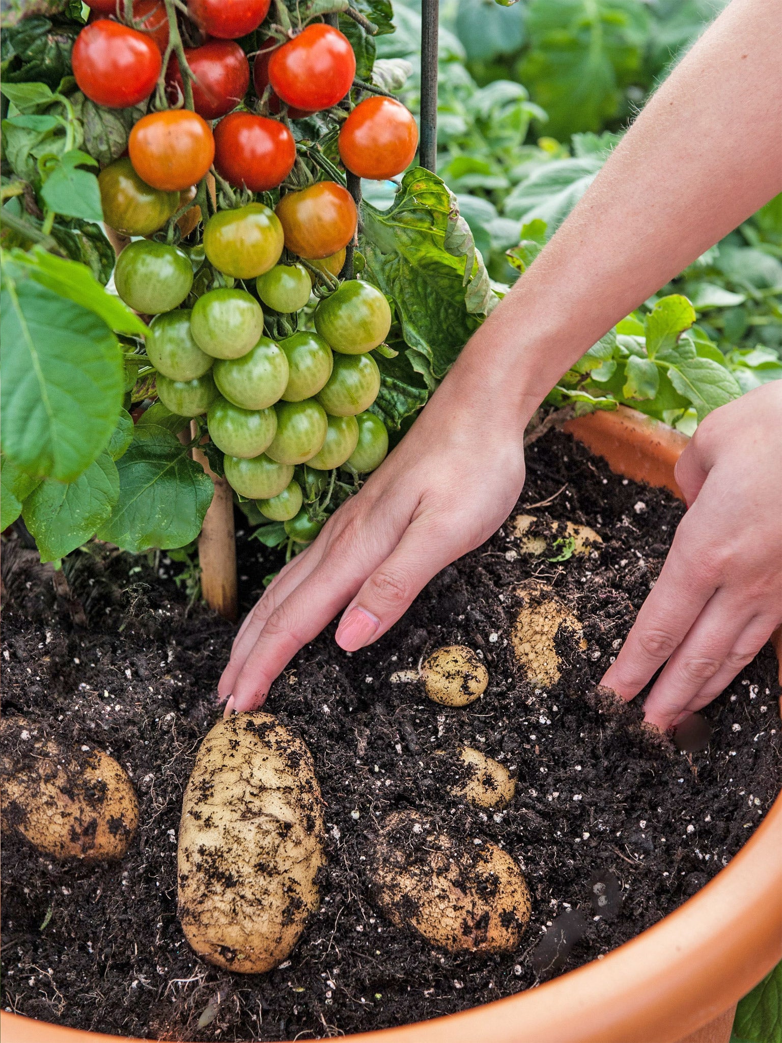 You say tomato, I say potato: the TomTato