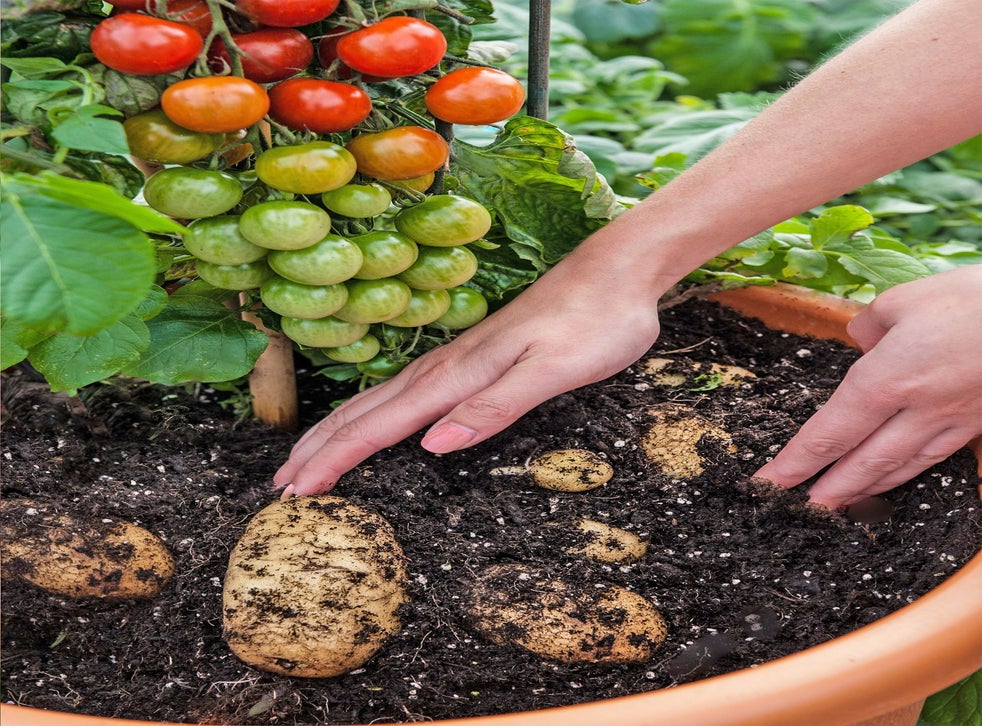 The TomTato Plant which produces both potatoes and