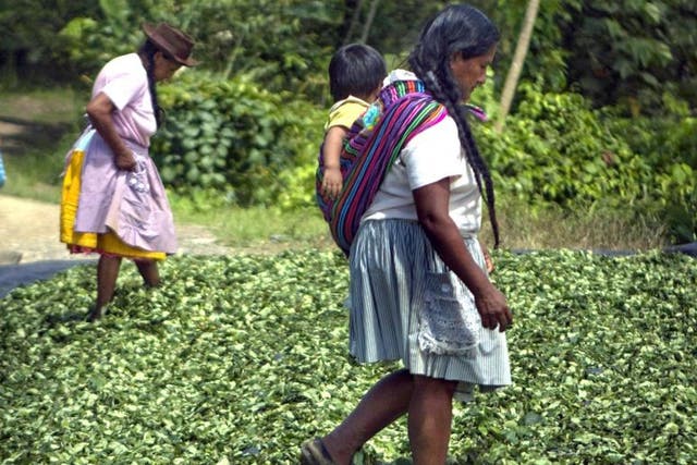Peruvian women step on dried coca leaves before leaves are sent to clandestine labs where they will be processed and turned into cocaine