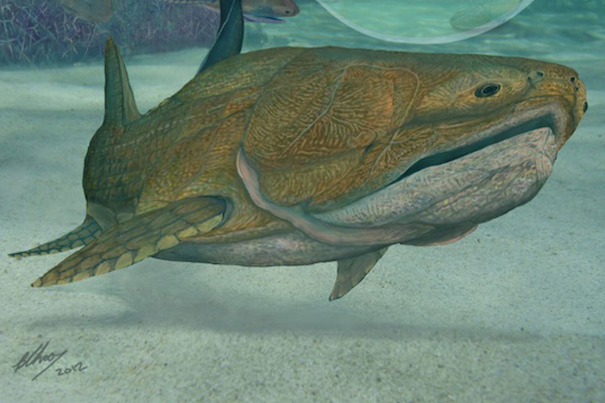 The world’s oldest face belongs to this 419 million-year-old fish | The ...