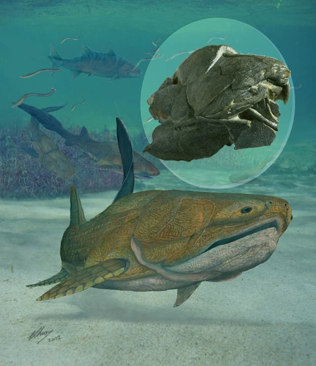 The world’s oldest face belongs to this 419 million-year-old fish | The ...