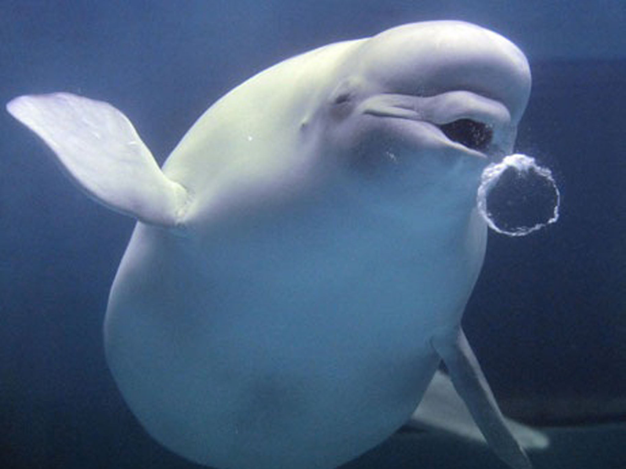 The Arctic beluga whales are thought to have been infected through water or fish that have been contaminated with cat faeces washed into the sea