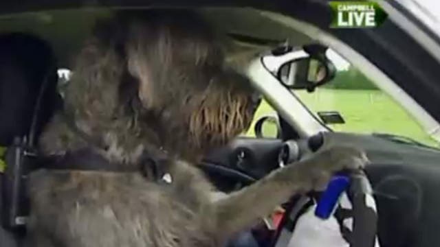 6 animals that act like humans | The Independent | The Independent 6 animals that act like humans | The Independent | The Independent
