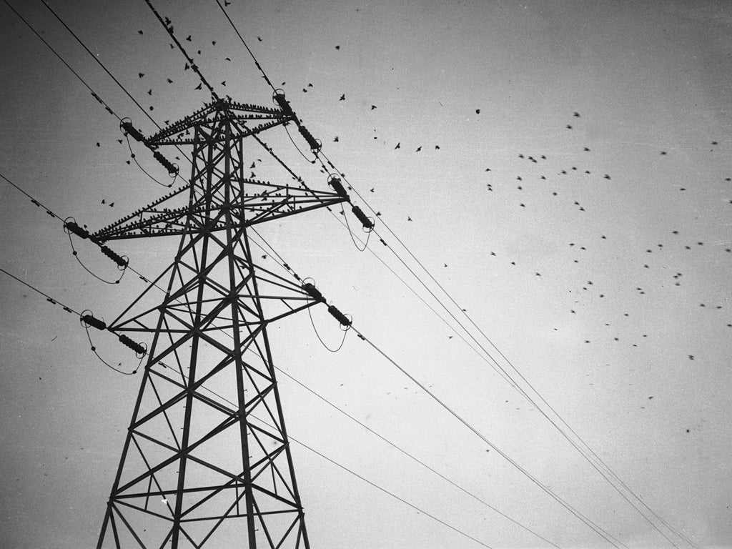 3rd November 1936: Starlings perch on the cables of an electric pylon near Cardiff.