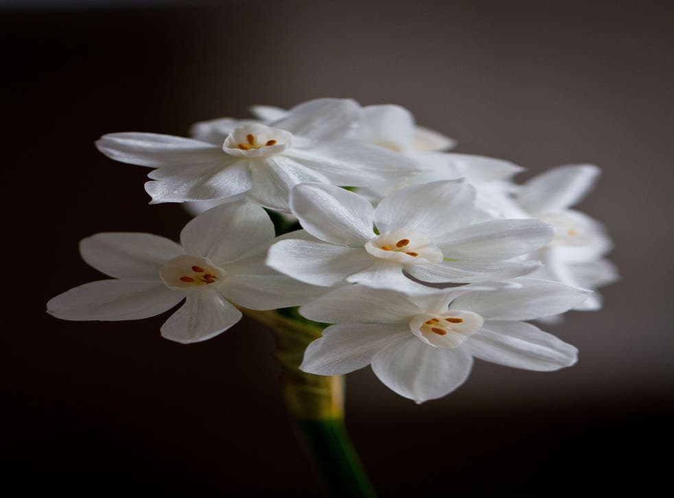 Plant Paper White narcissi in the coming month if you want to enjoy their sweet smell indoors at Christmas