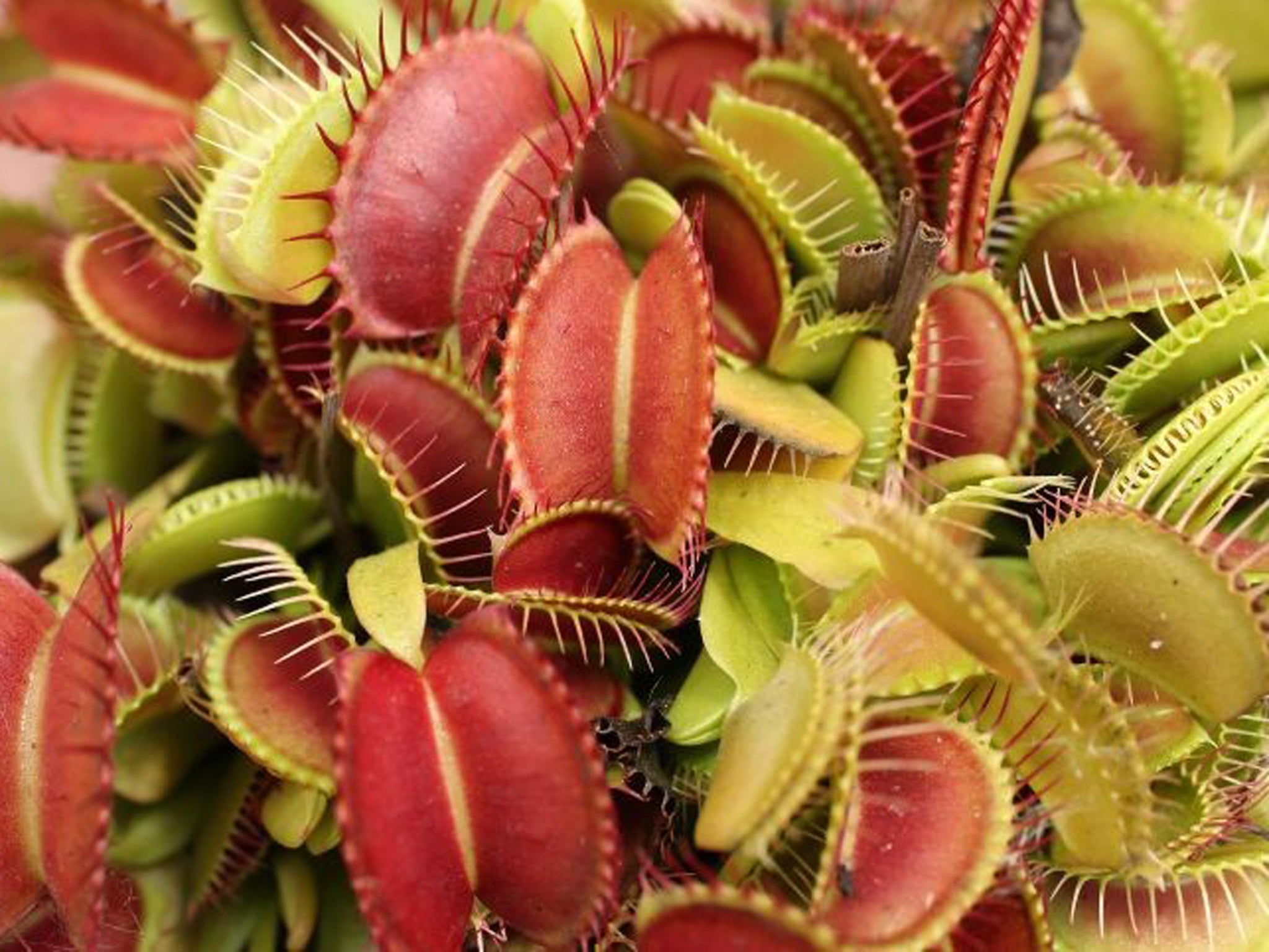 Hundreds of Venus flytraps were stolen