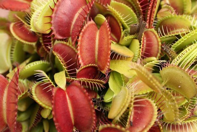 <p>Hundreds of  Venus flytraps were stolen </p>