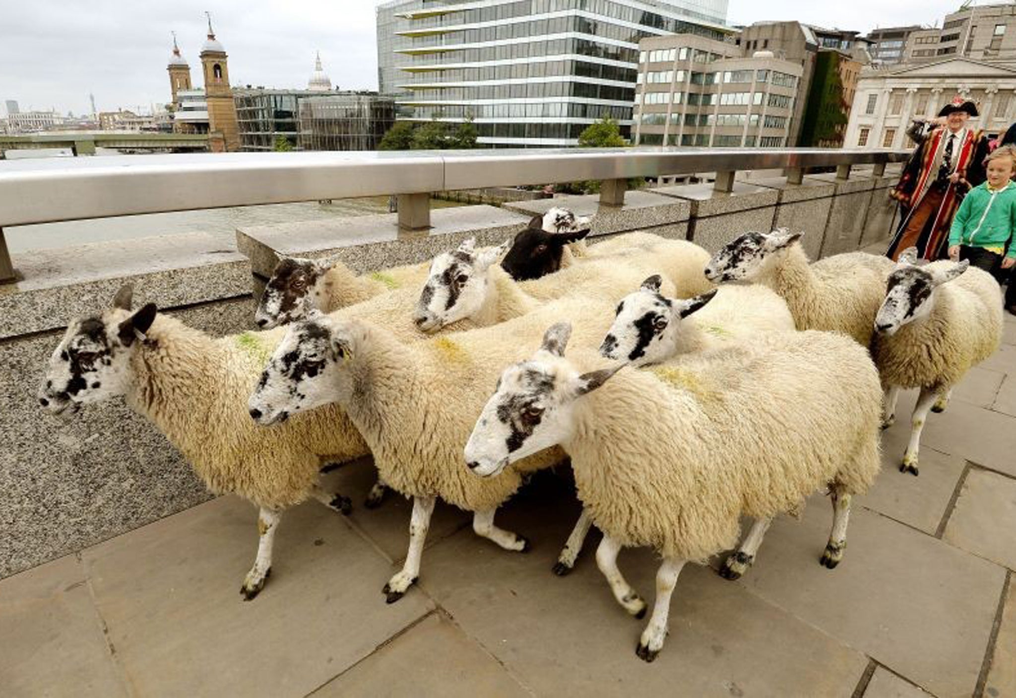 Traffic was redirected and commando squadron officers were on patrol as 20 Suffolk and Texel sheep were escorted across London Bridge