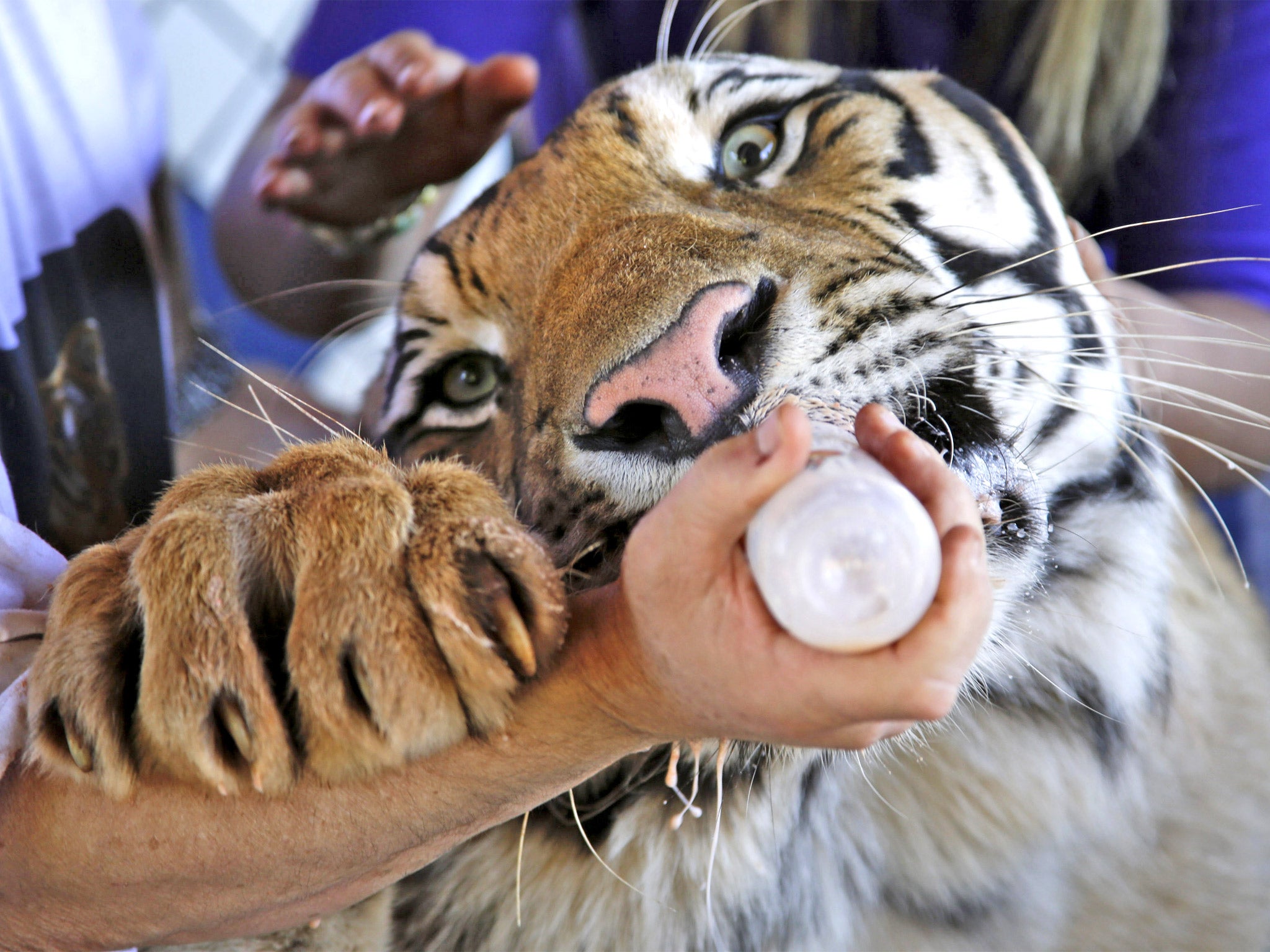 Dan, a two-year-old tiger, drinks from a nursing bottle