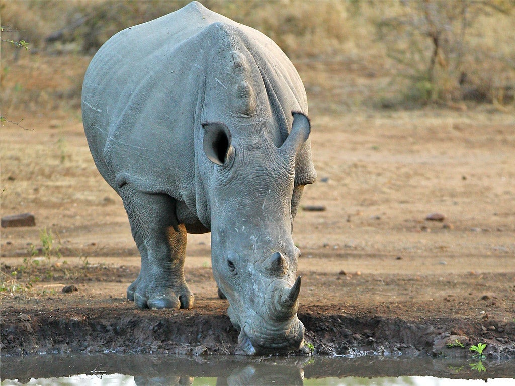 South Africa is home to almost all Africa’s rhinos