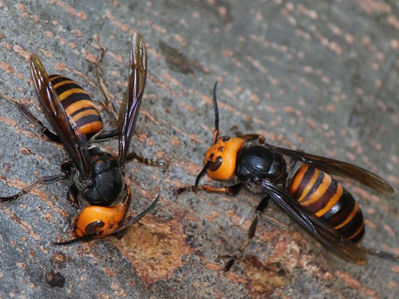 Vespa mandarinia. Hornets have been carrying out attacks across China