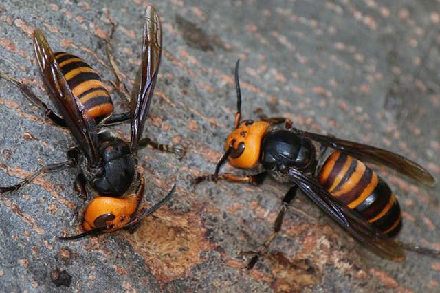 Vespa mandarinia. Hornets have been carrying out attacks across China 