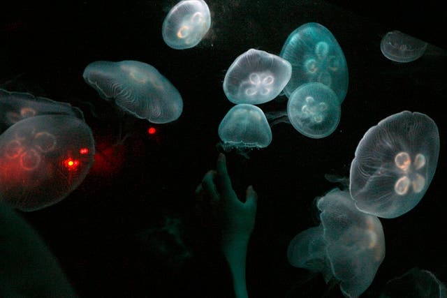Trapped in a tank in Tokyo's Sunshine International Aquarium, these moon jellyfish are no threat to humanity.