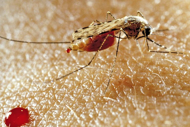 The Ir40a nerve receptor is found in the antennae of mosquitoes