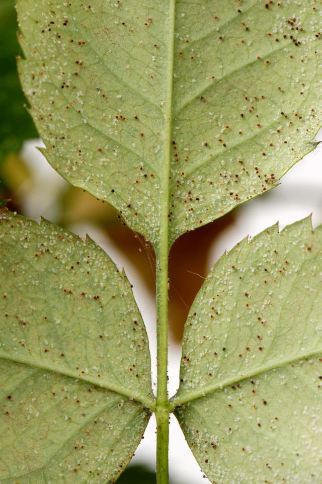 Red spider mites attacking a rose plant