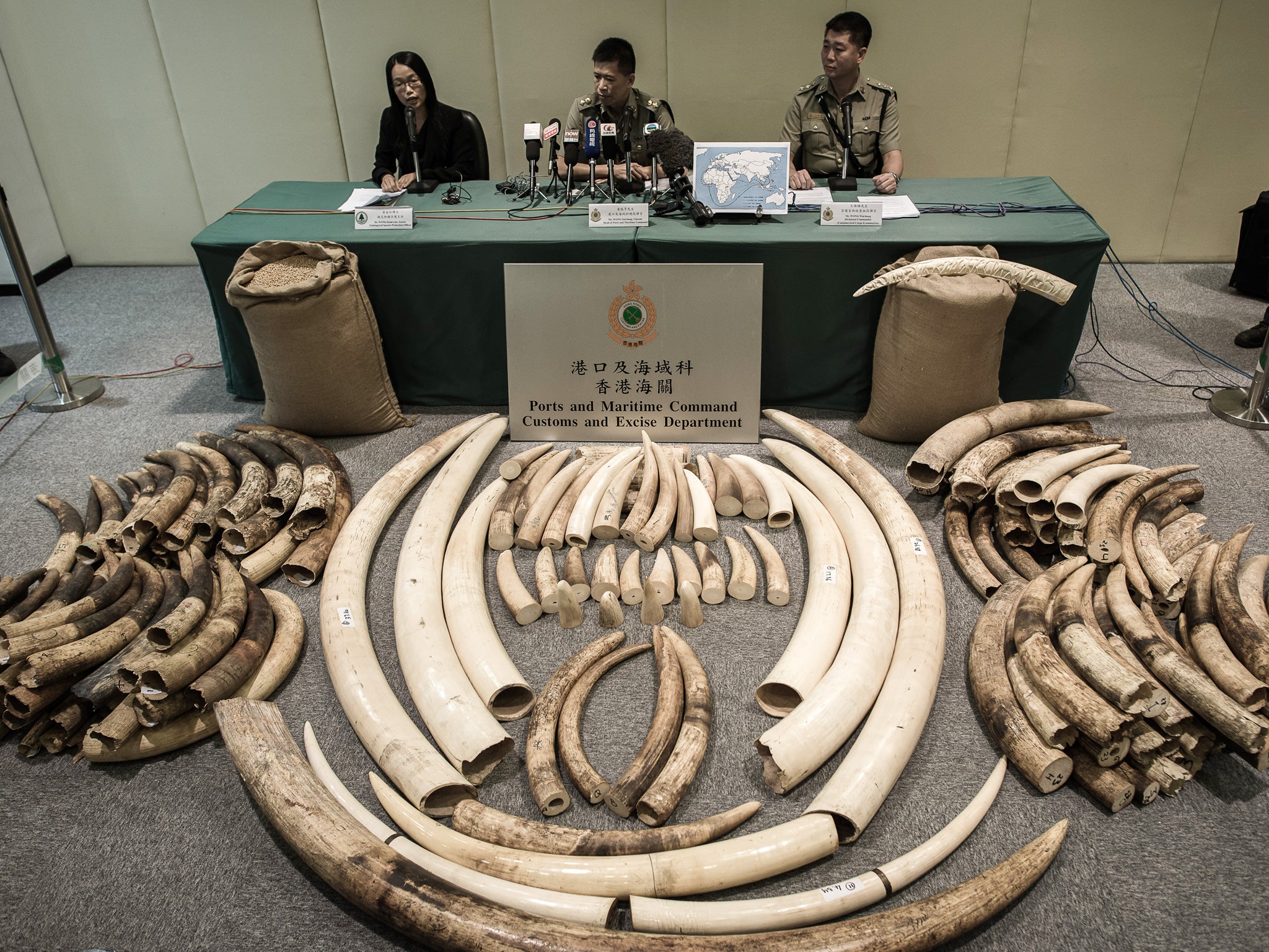Ivory tusks seized in anti-smuggling operations are displayed by the Hong Kong Customs