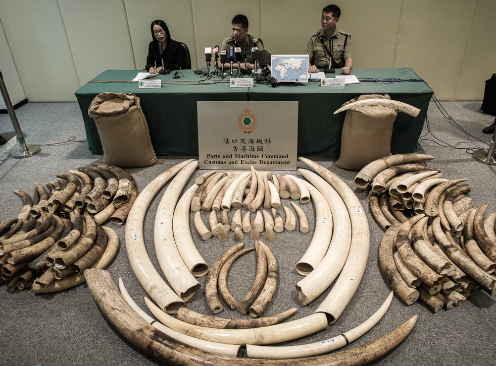 Hong Kong seizes 189 elephant tusks in clampdown on smuggled products from endangered  species | The Independent | The Independent