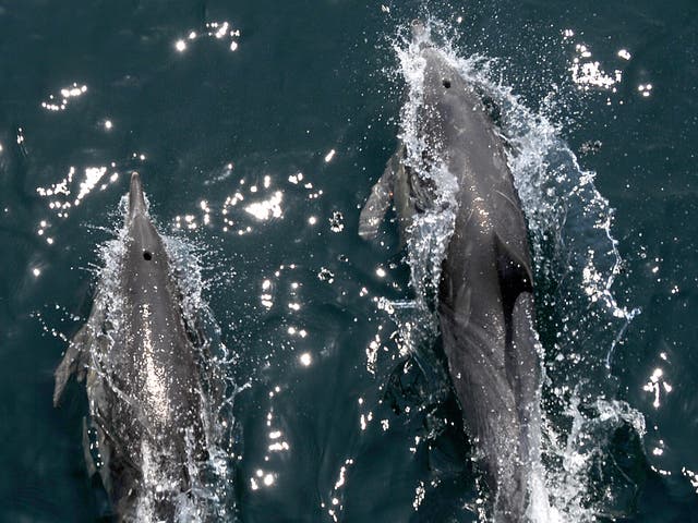 Dolphins are famed for their advanced hearing and sonar capabilities, as well as their ability to see underwater