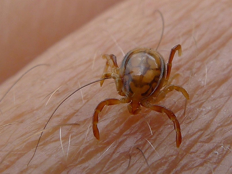 A tick of the species Ixodidae.