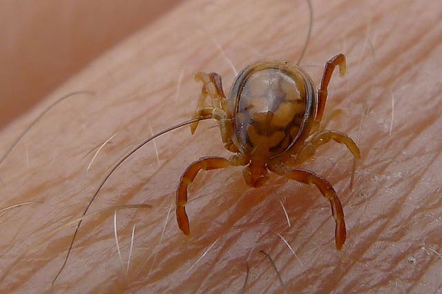 A tick of the species Ixodidae.