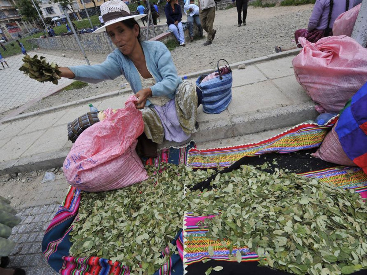 Lifting ban on cocaine plant can help millions of lives, MPs told | The  Independent | The Independent