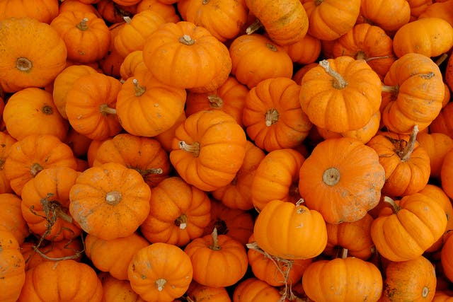 A crop of (unstolen) pumpkins