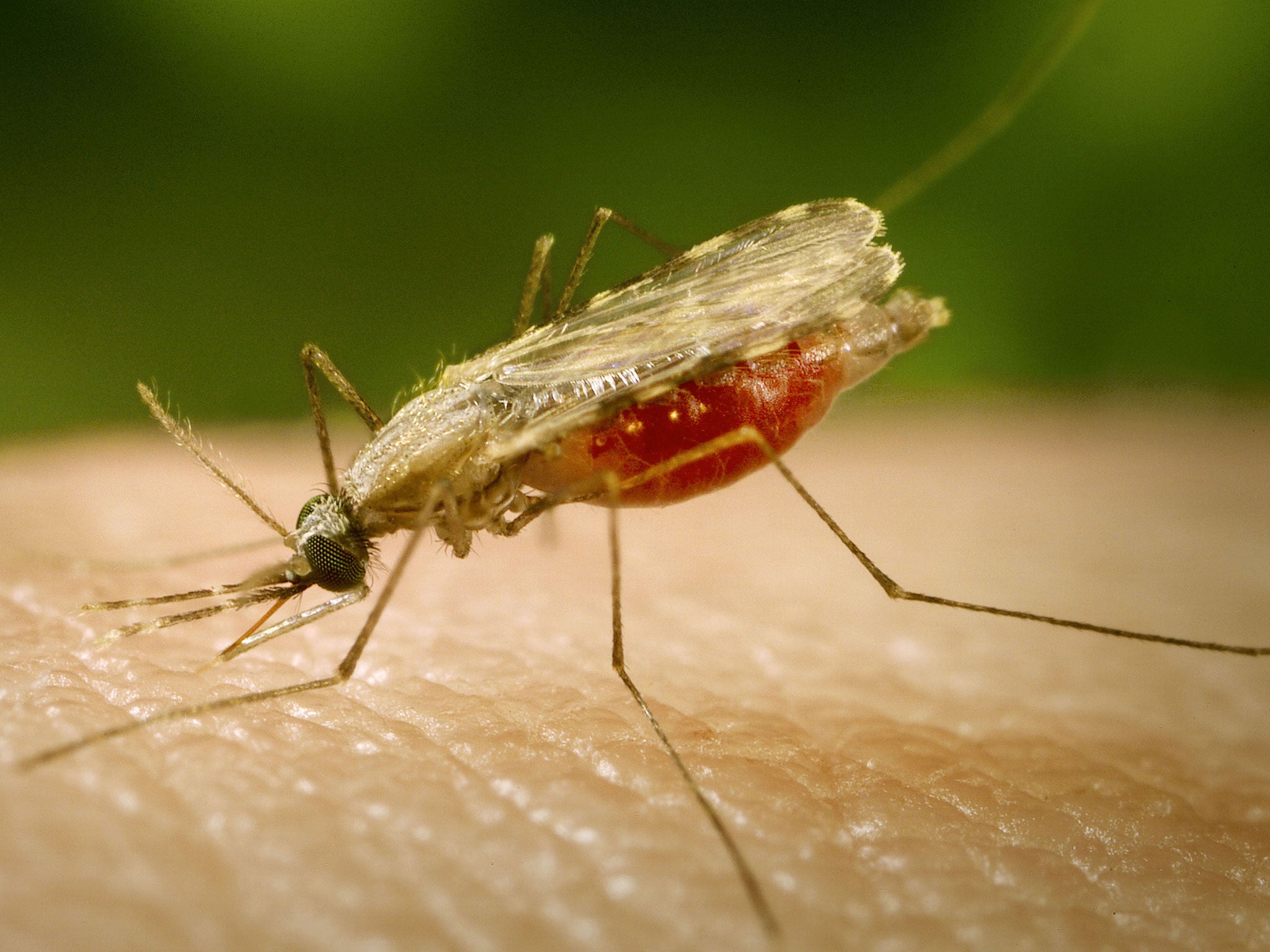 The hot and wet weather conditions have created a "perfect storm" for biting insects such as mosquitos to breed.