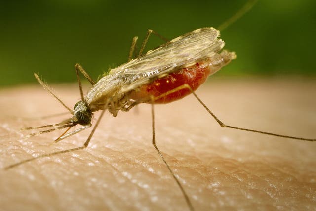 The world's first malaria vaccine could be introduced by 2015, after UK drug company GlaxoSmithKline conducted a trial that reduced cases of the disease in young children
